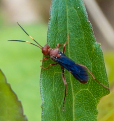 Trogomorpha trogiformis
