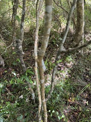 Tinadendron noumeanum