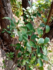Jasminum cuspidatum