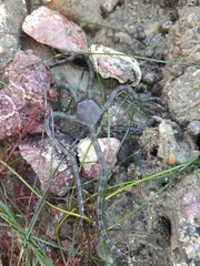 Ophioderma panamense