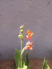 Angiospermae