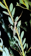 Archimantis sobrina