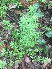 Galium aparine