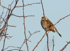 Emberiza schoeniclus