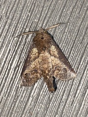 Paectes abrostoloides