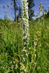 Platanthera dilatata leucostachys