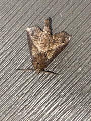 Paectes abrostoloides