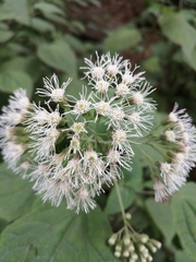 Chromolaena collina