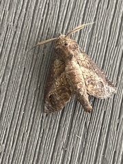 Paectes abrostoloides