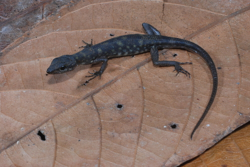 Fojia bumui observed 2008-07-18