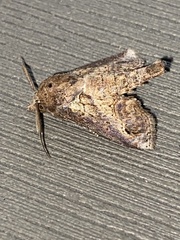 Paectes abrostoloides