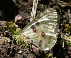 Parnassius clodius