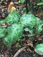 Trillium maculatum
