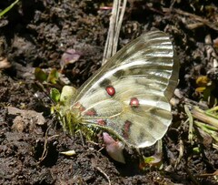 Parnassius clodius