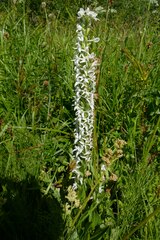 Platanthera dilatata leucostachys