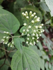 Chromolaena collina