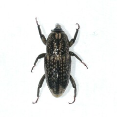 Sphenophorus apicalis