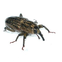 Sphenophorus apicalis