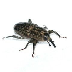 Sphenophorus apicalis