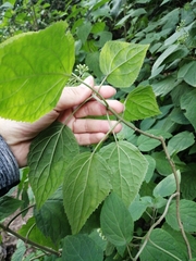 Chromolaena collina