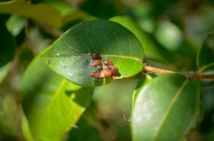 Clinodiplosis profusa