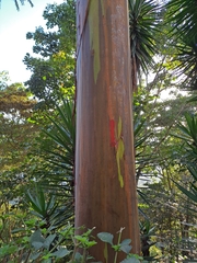 Eucalyptus deglupta