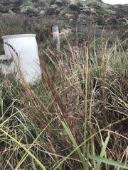 Schizachyrium littorale