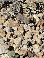 Lactista gibbosus
