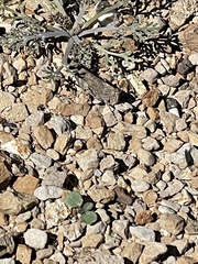 Lactista gibbosus