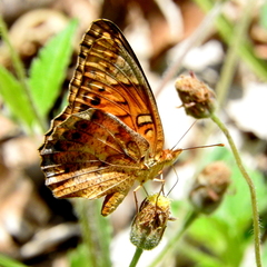Euptoieta hegesia