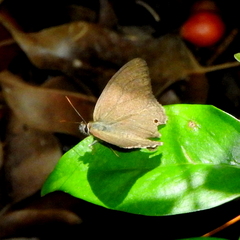 Cissia