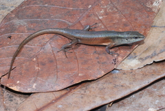 Mys' Rainbow Skink photo 3