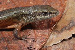 Mys' Rainbow Skink photo 2