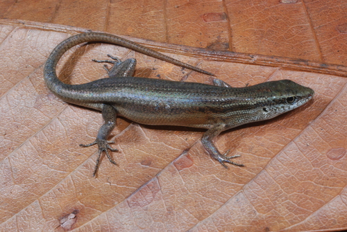 Gusilka Rainbow Skink - Photo (c) Eric N. Rittmeyer, some rights reserved (CC BY-NC), uploaded by Eric N. Rittmeyer