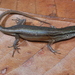 Gusilka Rainbow Skink - Photo (c) Eric N. Rittmeyer, some rights reserved (CC BY-NC), uploaded by Eric N. Rittmeyer