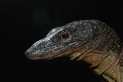 Varanus indicus