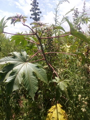 Ricinus communis