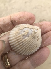 Dallocardia muricata
