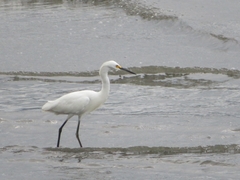 Egretta thula