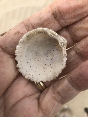 Dallocardia muricata