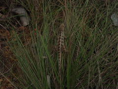 Enyalius capetinga