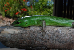 Lamprolepis smaragdina