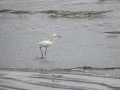 Egretta thula