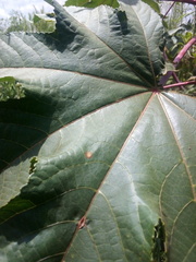Ricinus communis