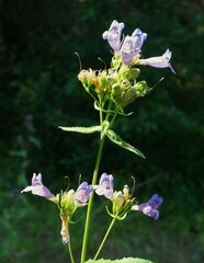 Penstemon serrulatus