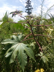 Ricinus communis