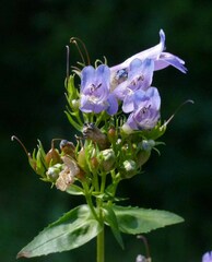 Penstemon serrulatus