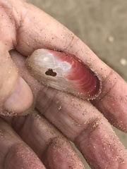 Modiolus americanus