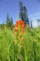 Castilleja suksdorfii