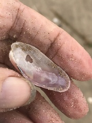 Modiolus americanus
